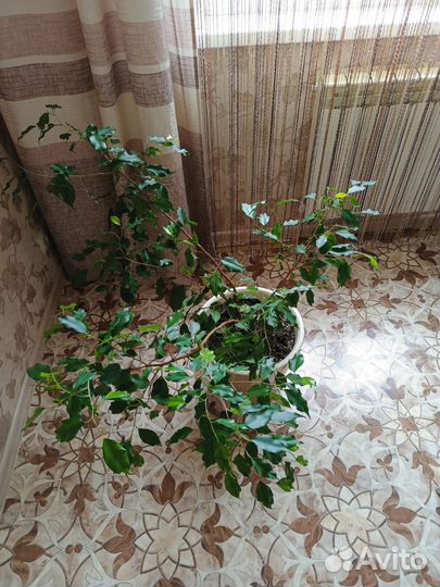 Фикус бенджамина большой