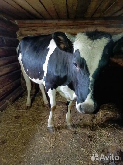 Продам телку годовалую