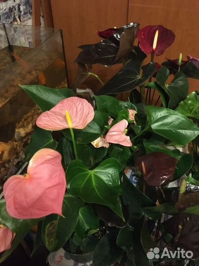 Цветы сансы замики антуриумы калатеи аглаонемы