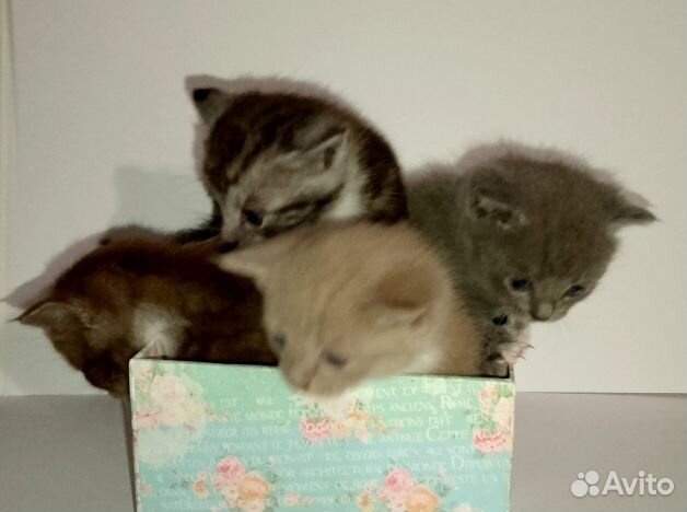 Кошки в добрые руки породистые