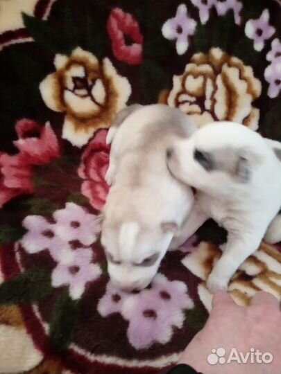 Щенки Хаски