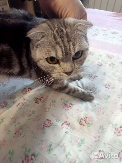 Шотландская вислоухая кошка на вязку
