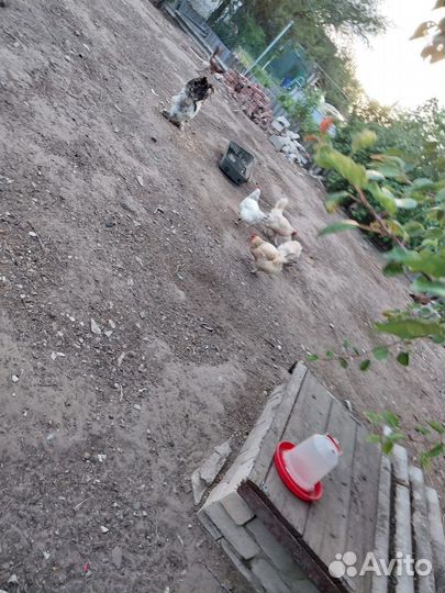 Куры несушки