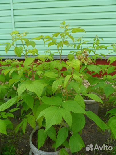 Малина ремонтантная (красная) саженцы