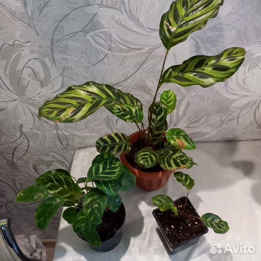 Цветы комнатные