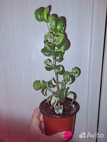 Фикус букле,пестролистный,ирэн,регидан,микрокарпа