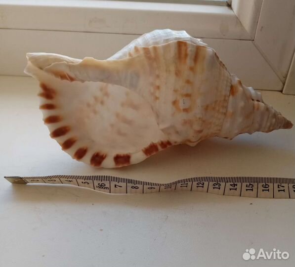 Ракушка морская большая 18 см