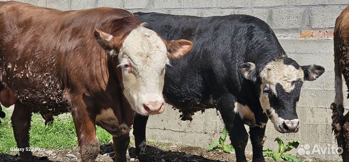 Быки на племя