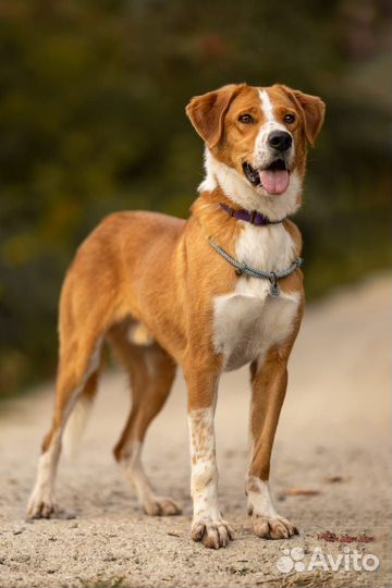 Собака в добрые руки