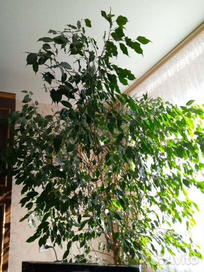 Фикус бенджамина
