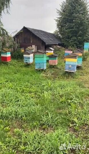 Мед натуральный с пасеки