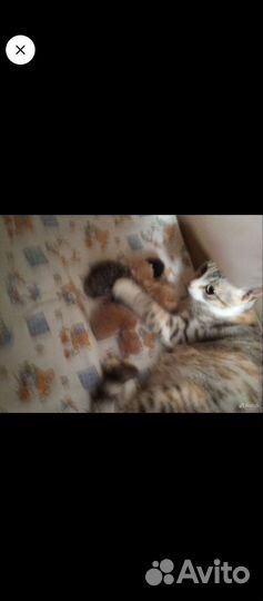 Котята в добрые руки бесплатно