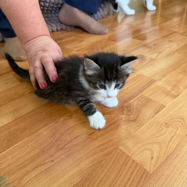 Норвежский лесной котёнок