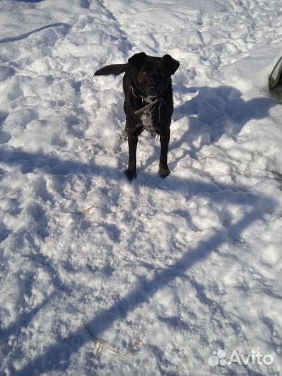 Черныш ищет дом