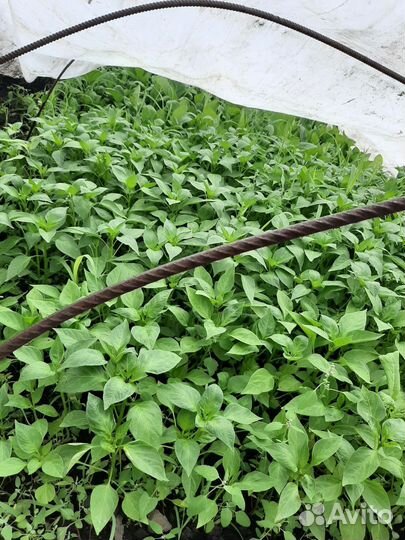 Рассада помидор