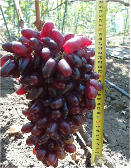 Саженцы винограда