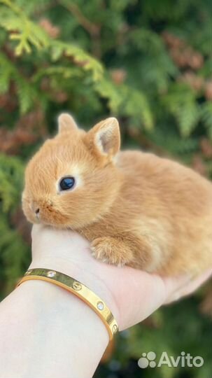 Ручные кролики мини