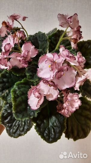 Сортовые фиалки