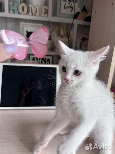 Белый котенок