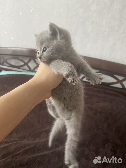 Котята бронь