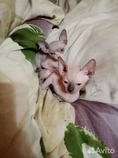 Канадский сфинкс