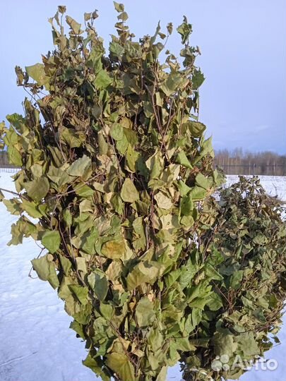 Березовые веники