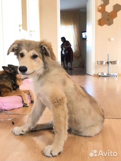 Собака в добрые руки