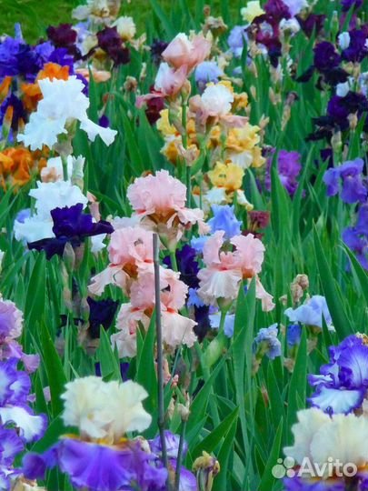 Ирисы бородатые
