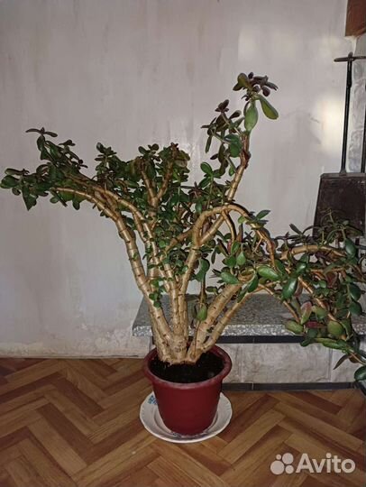 Денежное дерево толстянка крассула