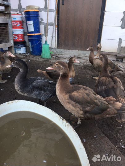 Индоутки (Красный бык) на племя