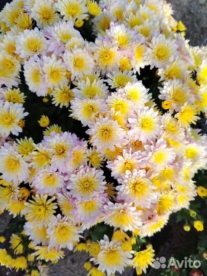 Предлагаю укорененные черенки и маточники