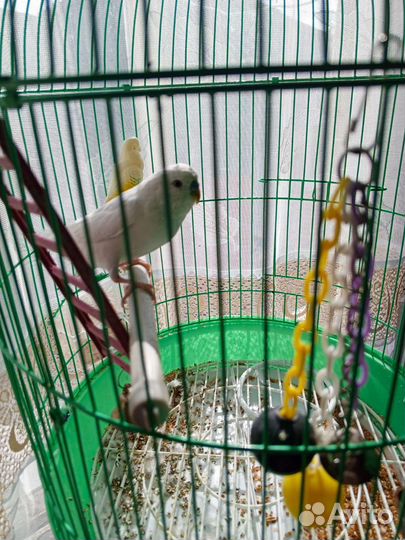 Волнистый попугай с клеткой