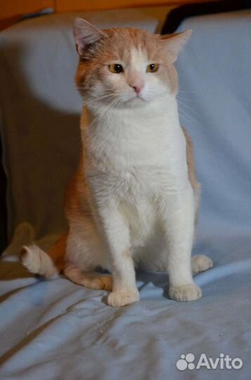 Абрикос ищет дом