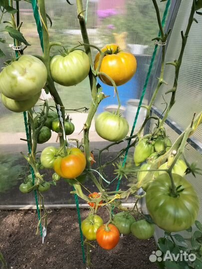 Семена томатов