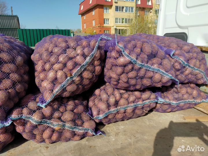 Семенной картофель, сорт картофеля Родрига
