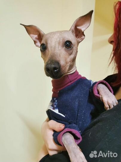 Американский голый терьер