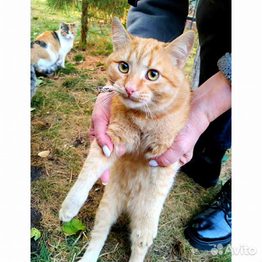 Рыжик котик в добрые руки