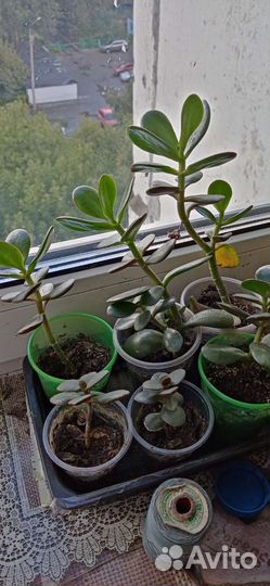 Каланхоэ денежное дерево