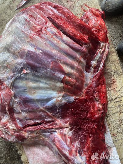 Продам говядину