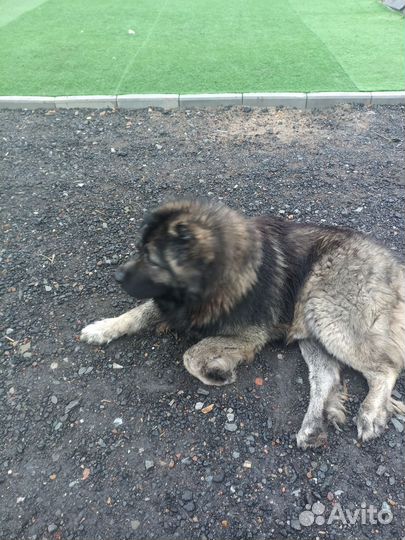 Вязка Кавказская овчарка кабель