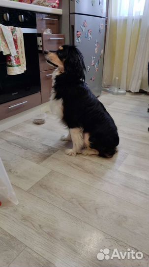 Русский спаниель