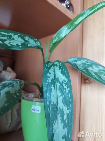 Калатея Сильвер Грин