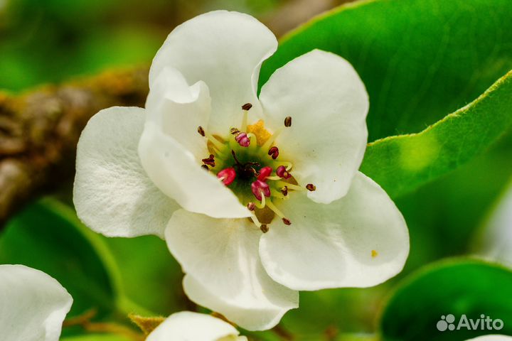 Nikon 55mm f/2.8 Micro MF