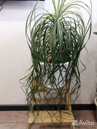 Бокарнея нолина(слоновья нога)