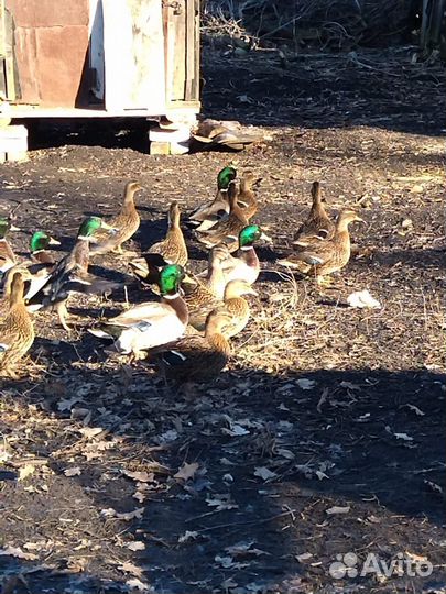 Подсадные утки