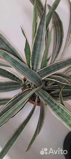 Сансевиерия металлика