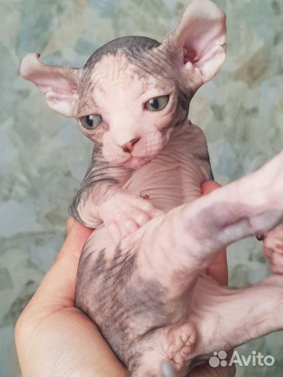 Сфинкс двэльф