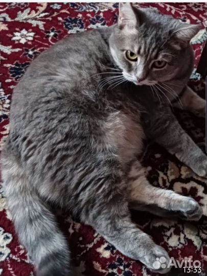 Кошка в добрые руки