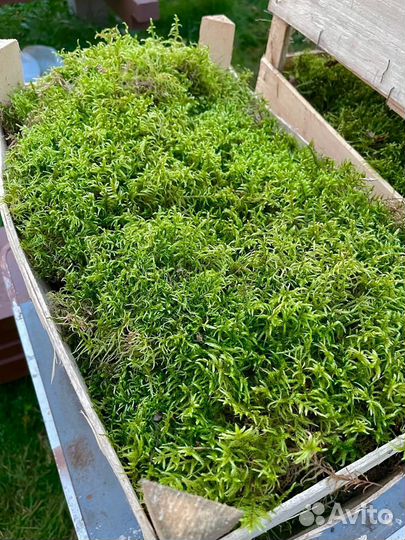 Мох лесной пластами, кочки, ягель