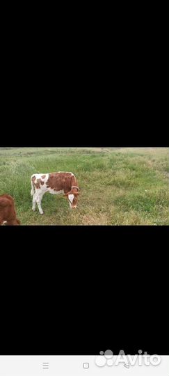 Коровы и телята